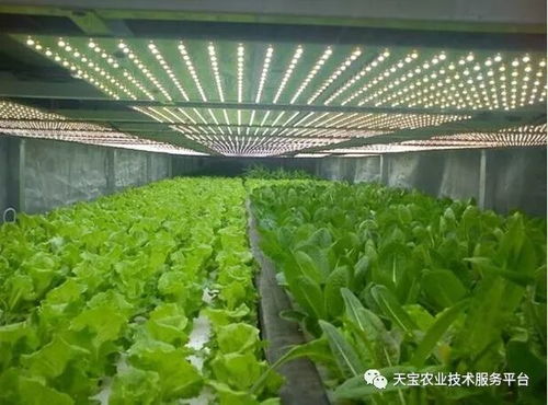 棚室采光不佳的應(yīng)對策略與植物提取物研發(fā)的機(jī)遇與挑戰(zhàn)