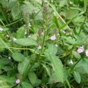 四川宏益生物 深耕植物提取，驅(qū)動大健康產(chǎn)業(yè)創(chuàng)新
